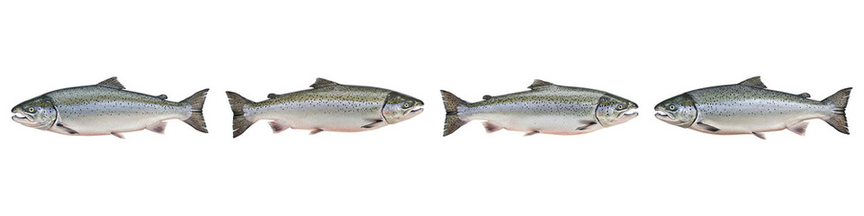 Naklejka premium Salmon Run Array: A series of four fresh salmon, perfectly aligned, evoke the natural journey of a wild catch. Ready for your creative project!