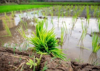 rice seeds ready to be placed and ready to be planted in the rice fields