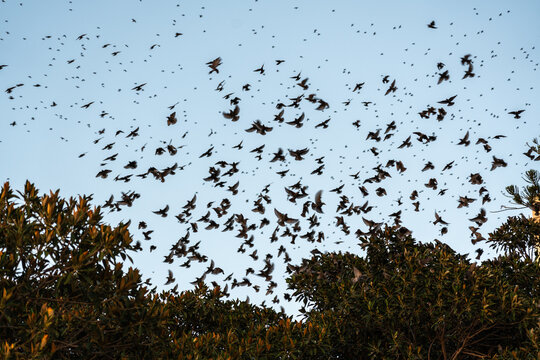 Flocks of starlings wintering in Sicily circle above the trees