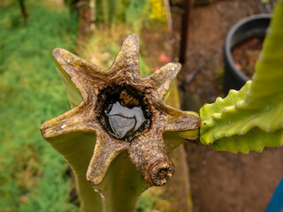 damaged and rotting cactus with water pooling in the center