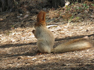 squirrel on the ground