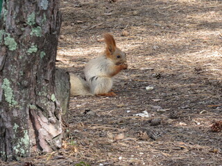squirrel on a tree