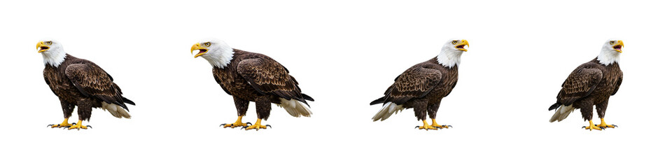 Obraz premium Majestic Eagles in a Row: A series of majestic bald eagles, embodying power and freedom, stand in a row, showcasing their regal presence and keen gaze.