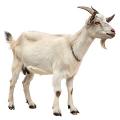 Fototapeta premium White goat standing on an isolated white background with clear details of fur and features