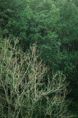 Intricate Patterns of Bare Tree Branches