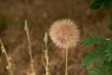a huge dandelion in the field. A fluffy and transparent flower on a brown field. Photo 3