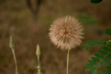 a huge dandelion in the field. A fluffy and transparent flower on a brown field. Photo 2