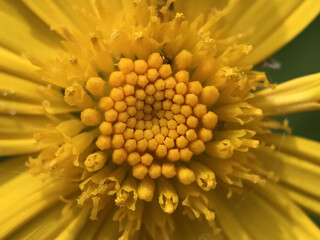 神田川4月：マーガレットコスモスの花 2025/4/28