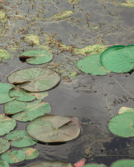 Dnieper River, Ukraine. Elegance of nature: water lilies covered the river, living nature.