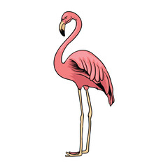flamingo bird is posing with separate white background