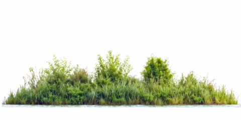 Fototapete Rund Pflanzen Natural arrangement of mixed wetland plants showing varying heights of grasses, reeds and small shrubs creating a marshy vegetation line isolated on white background  © farid4kbar