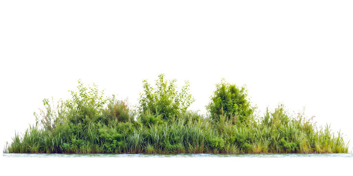 Natural arrangement of mixed wetland plants showing varying heights of grasses, reeds and small shrubs creating a marshy vegetation line isolated on white background