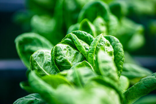 Fresh Green vegetables(Hydroponics) with morning background, vegetable farm in hydroponics