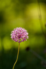 Jeden kwiat czosnek ozdobny na zielonym rozmytym tle.	
