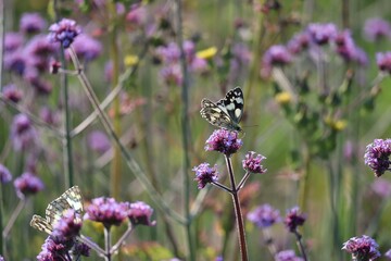 to Butterflies on the Move