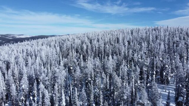 Frost covered frozen pine forest 