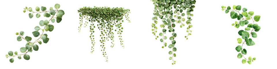 Lush greenery with trailing vines and leaves