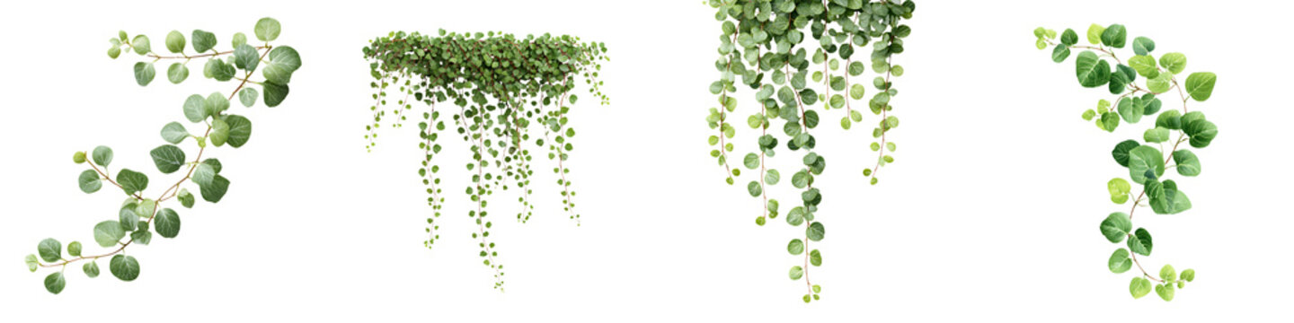 Lush greenery with trailing vines and leaves