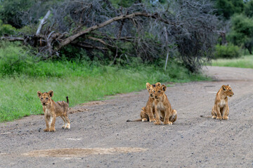 Lion cub waiting for the hunting females on the Swni gravel road in Kruger National Park in South...
