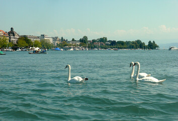 Schwäne auf dem Zürichsee