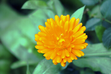 Ringelblume, Heilpflanze, Blüte, Blumen