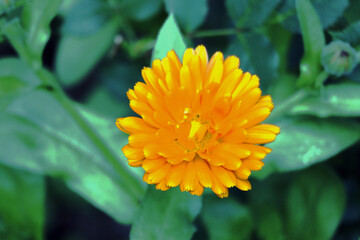 Ringelblume, Heilpflanze, Blüte, Blumen