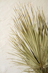 Close up of dry palm leaves on a textured beige background. Natural botanical decor for tropical and minimalist design.