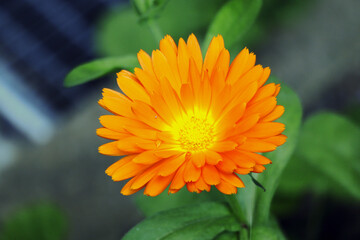 Ringelblume, Heilpflanze, Blüte, Blumen