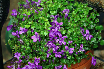 Blumen, Blüten, Glockenblume, lila, Sommer