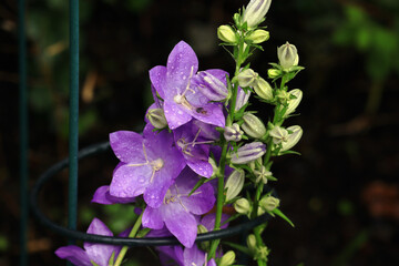 Blumen, Blüten, Glockenblume, lila, Sommer