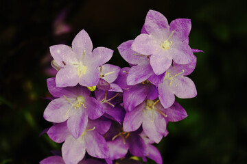 Blumen, Blüten, Glockenblume, lila, Sommer