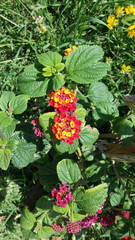 red and yellow flowers