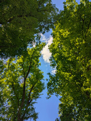 Waldweg, See, Natur, Landschaft, Wald, Park, Holzbrücke, Wanderweg