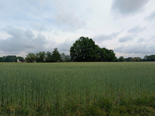 Obraz premium Waldweg, See, Natur, Landschaft, Wald, Park, Holzbrücke, Wanderweg