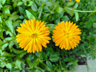 Ringelblume, Heilpflanze, Blüte, Blumen