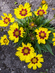 Mädchenauge, Blume, Blüten, Sommer