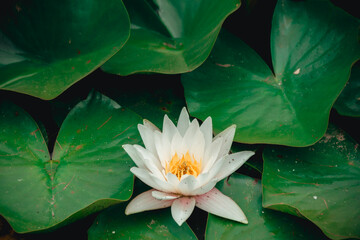 Dnieper River, Ukraine. Elegance of nature: water lilies covered the river, living nature.