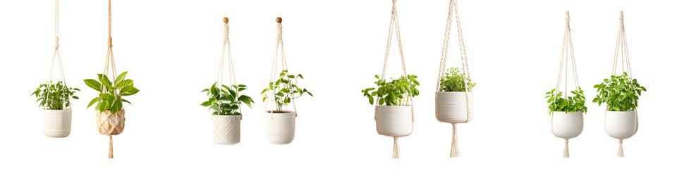 Hanging indoor plants in ceramic and pots