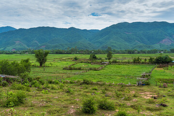 Green Colorful Grassland and Rice Fields in Vietnam