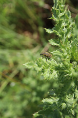 Kratzdistelrüssler auf Distelblatt