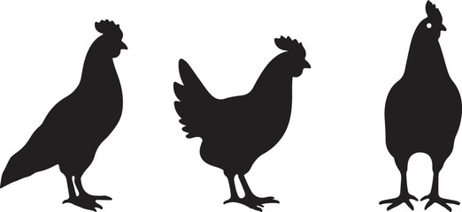 chicken, bird, poultry, farm, animal, feather, cluck, hen, rooster, egg, beak, rural, livestock, agriculture, domestic, coop