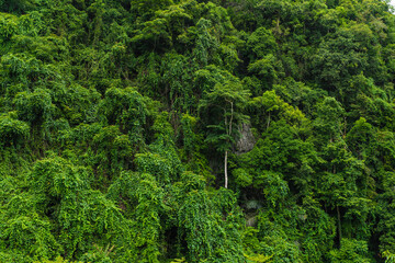 Green Picturesque Jungle With Trees And Palms In Vietnam Pattern