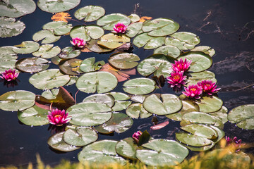 Dnieper River, Ukraine. Elegance of nature: water lilies covered the river, living nature.