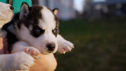 Adorable husky puppy held by owner in outdoor setting