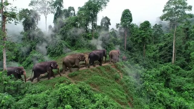 Aerial view of asian elephants walking through lush rainforest landscape
