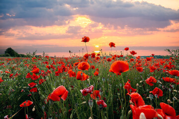 Field of red poppies glowing under the warm evening light at sunset