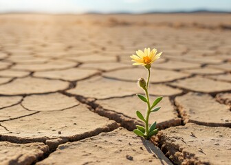 Resilient flower emerges from dry landscape nature photography desert environment close-up view hopeful concept