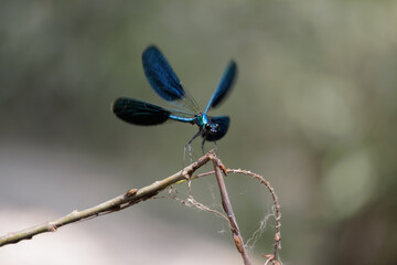 Calopteryx splendens Banded Demoiselle butterfly posed flower close up detail profile