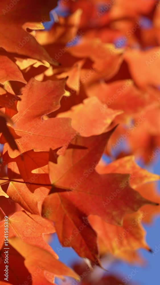 Wall mural autumn foliage background. autumn fall leaves of maple trees. autumnal fall tree in sunlight. natura