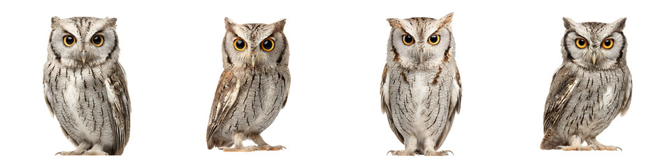 Fototapeta premium Four captivating owls with alert expressions and elegant feathers